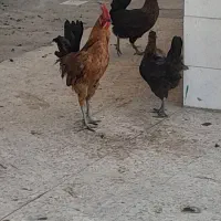 مرغ وخروس