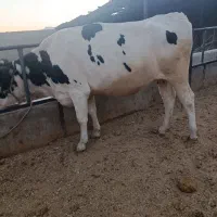 گاو نوبر دوشیره نژاد شیری هشت ماه ابستن