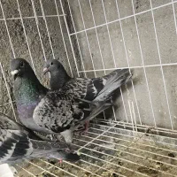 فروش ۲۴ عدد جوجه مسافت بلند با پدر و مادر
