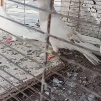 کفتر ساده هفترنگ