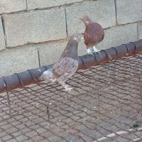 کبوتر پاپر قهوه ای