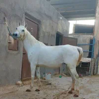 اسب فروشی مادیون و نریون و کره