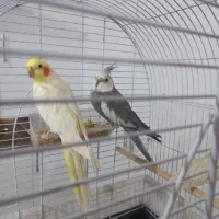 جفت عروس هلندی