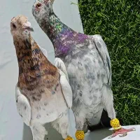 تعدای سار هفترنگ و چپ خال رنگه آس عطیقه
