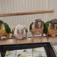 جوجه طوطی گرینچیک یلوساید فول دستی