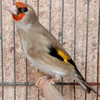 سهره سقا ماده