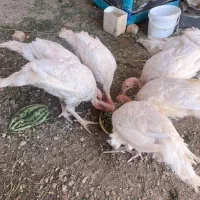 بوقلمون بیوتی