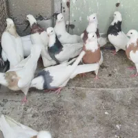 طوقی