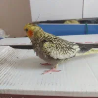 عروس هلندی مرواریدی
