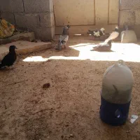 کبوتر