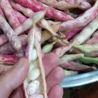 لوبیا چیتی