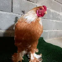 مرغ و خروس