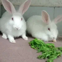 خرگوش سفید در نیلشهر