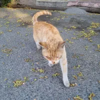 گربه نر خیابانی ۳ ساله ، خیلی بغلی