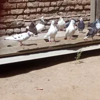 کبتر