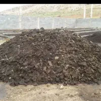 کوداسب وگوسفند