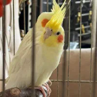 عروس هلندی جفت با ۱ جوجه