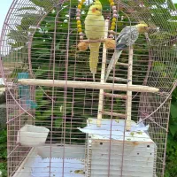 عروس هلندی