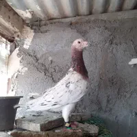 کفتر سارکله هما زرد سرور