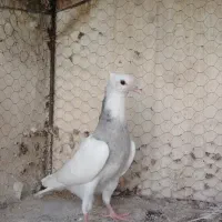 کبوتر کله الماسی یا آبی و جوجه طوقی هفت رنگ