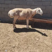 گوسفند قوچ