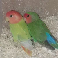 پرنده
