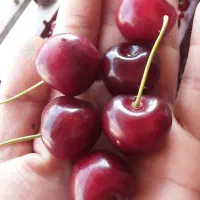 گیلاس اورگانیک