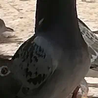 پلاکی|پرنده|آبادان, |دیوار
