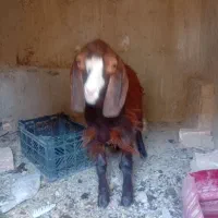 بزغاله