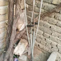 یک جفت عصا محکم تمیز
