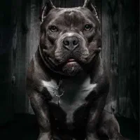 امریکن بولی نر جهت کشش