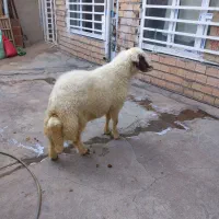 کاور ورن