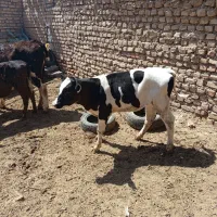 گوساله ماده