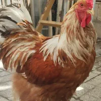 خروس  انگلیسی