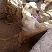 فروش سگ پژدر