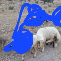 ورن جوان  به پر چاق