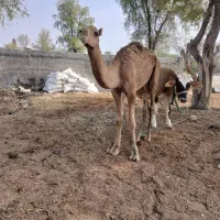 جلب دوسال فروشی
