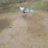 ی بوقلمون نر