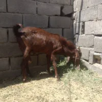 گوسفندمعاوضه با خرما