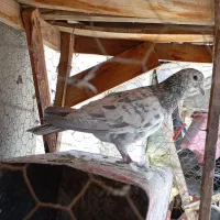 کبوتر پرشی