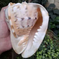 حلزون یا صدف وارداتی خاص