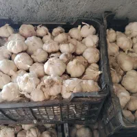 سیر|عمدهفروشی|کوار, |دیوار
