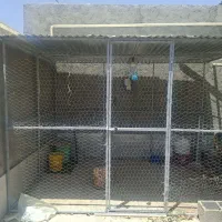 قفس کبوتر سگ و مرغ
