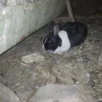 خرگوش