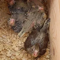 جوجه عروس هلندی سرلاکی
