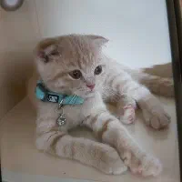 اسکاتیش نر سه ماهه