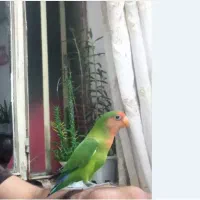 طوطی برزیلی اهلی