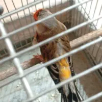 سهره قناری مست مست