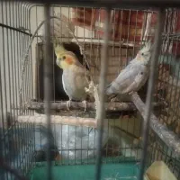 عروس هلندی بعاوضه با کبوتر