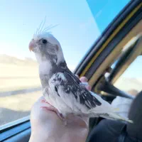 جوجه عروس هلندی و جفت گرینچیک